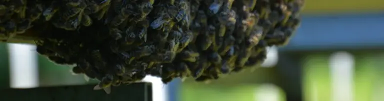 Zwalczanie warrozy po zakarmieniu pszczół na zimę