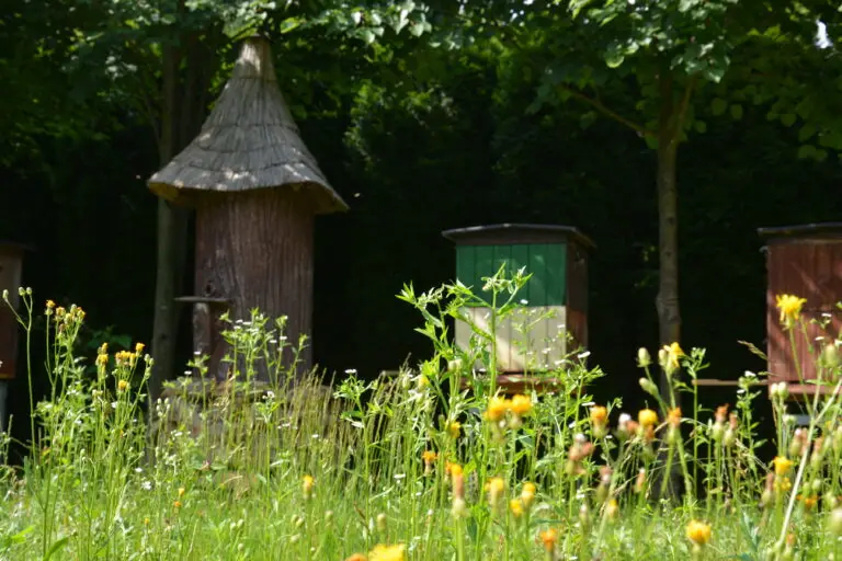 Prezentacja ekologicznej pasieki eksperymentalnej, w której przeprowadzam doświadczenia z kwasami