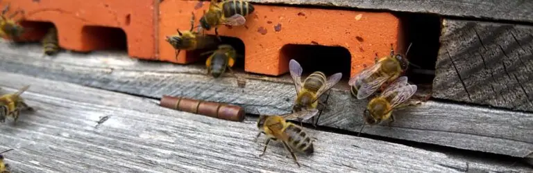 Zwalczanie warrozy przy pomocy kwasu szczawiowego