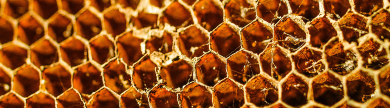 Groźny pasożyt w Twoim ulu: Warroza i jej wpływ na odporność pszczół