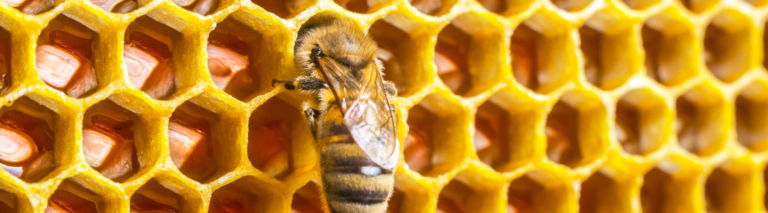 Groźny duet: jak warroza niszczy pszczoły, roznosząc śmiertelne wirusy