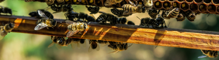 Śmiertelne żniwo warrozy: jak poziom porażenia decyduje o losie pszczelich kolonii