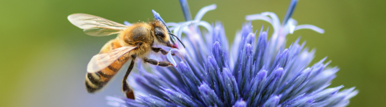 Grooming i higiena: Tajna broń pszczół w walce z warrozą