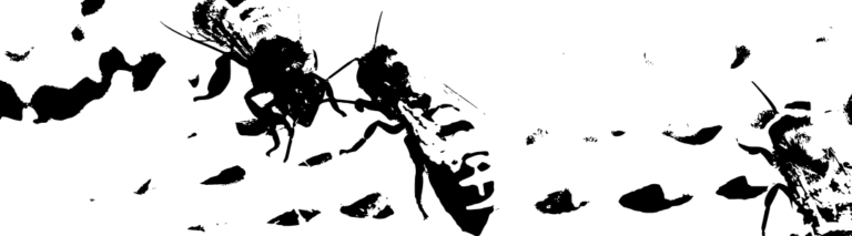 Warroza przed zimą: Czas działać, by uratować pasiekę!