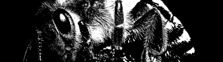 Co mówią odchody warrozy? Analiza ekskrementów pasożyta odkrywa tajniki jego życia