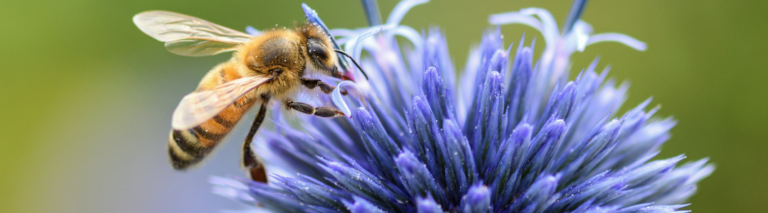 Niewidzialny zabójca pszczół