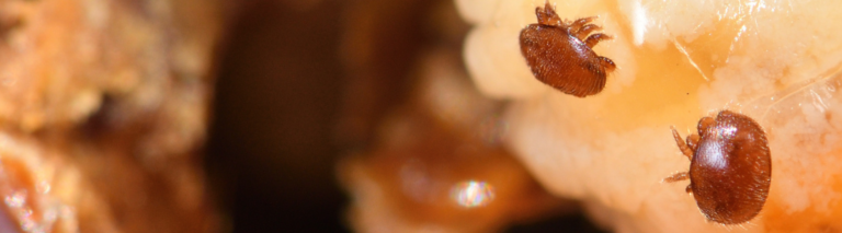 Gdzie czai się wróg? Sekrety umiejscowienia warrozy na ciele pszczoły