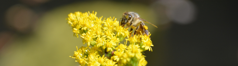 Drugi wariant zwalczania Varroa destructor tymolem połączonym z kwasem mrówkowym
